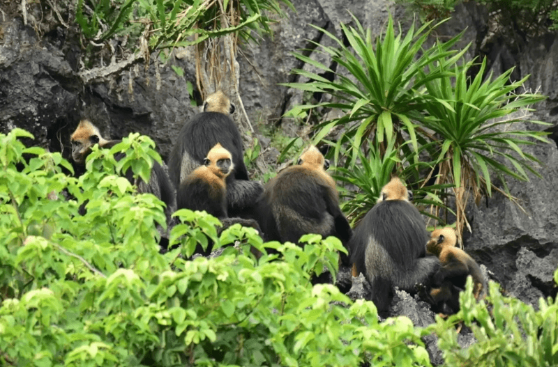cat-ba-national-park-top-things-to-know-before-visiting.jpg