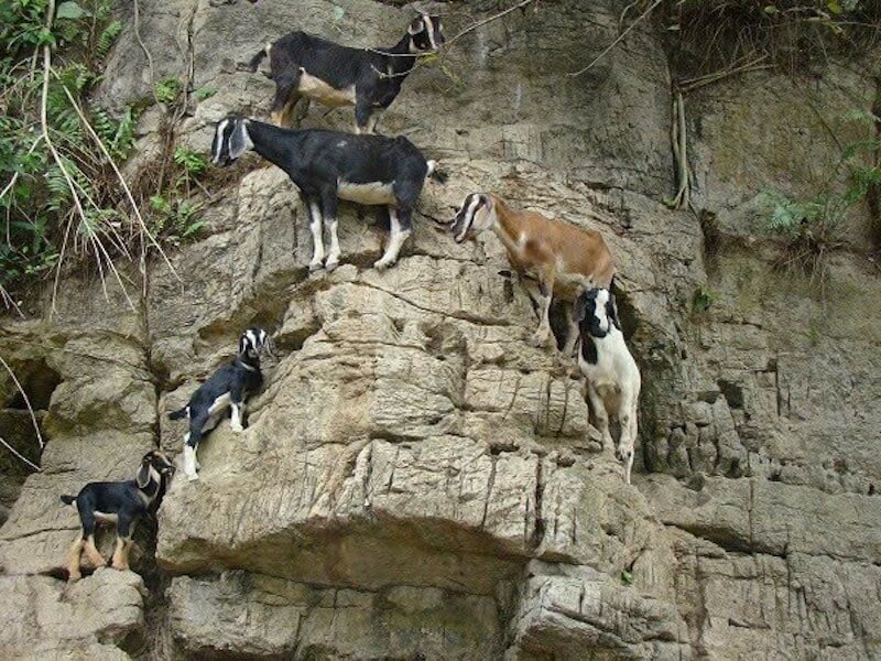 Cat Ba Mountain goat