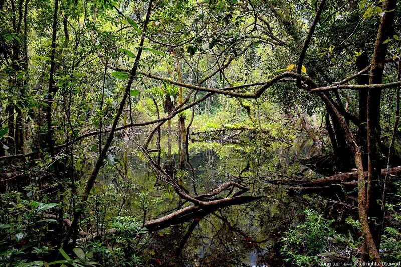 cat-ba-frog-pond.jpg