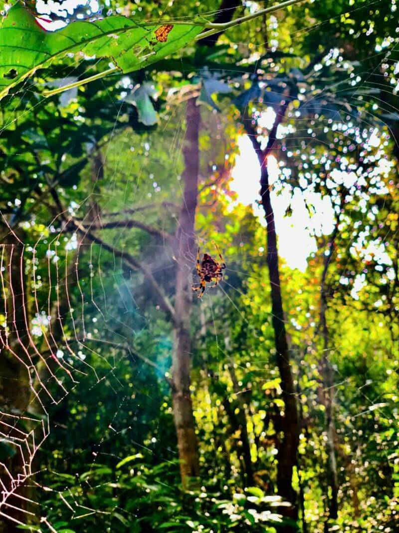 kim-giao-forest-in-cat-ba-a-unique-trekking-experience.jpg