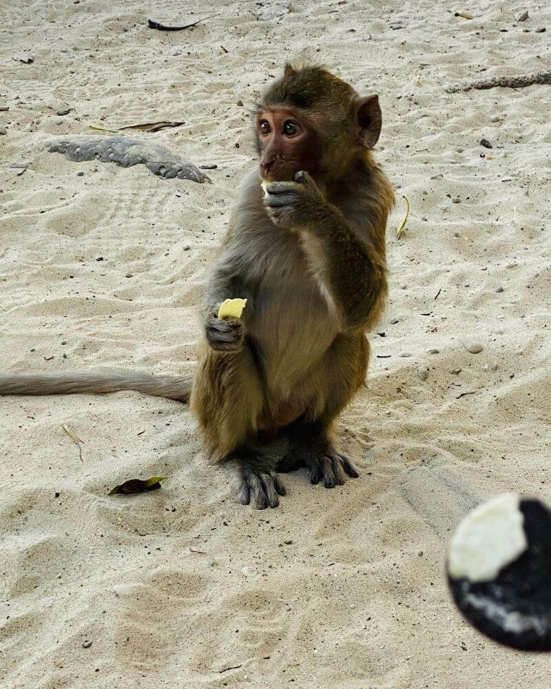 explore-monkey-island-in-lan-ha-bay-top-cat-ba-attraction.jpg