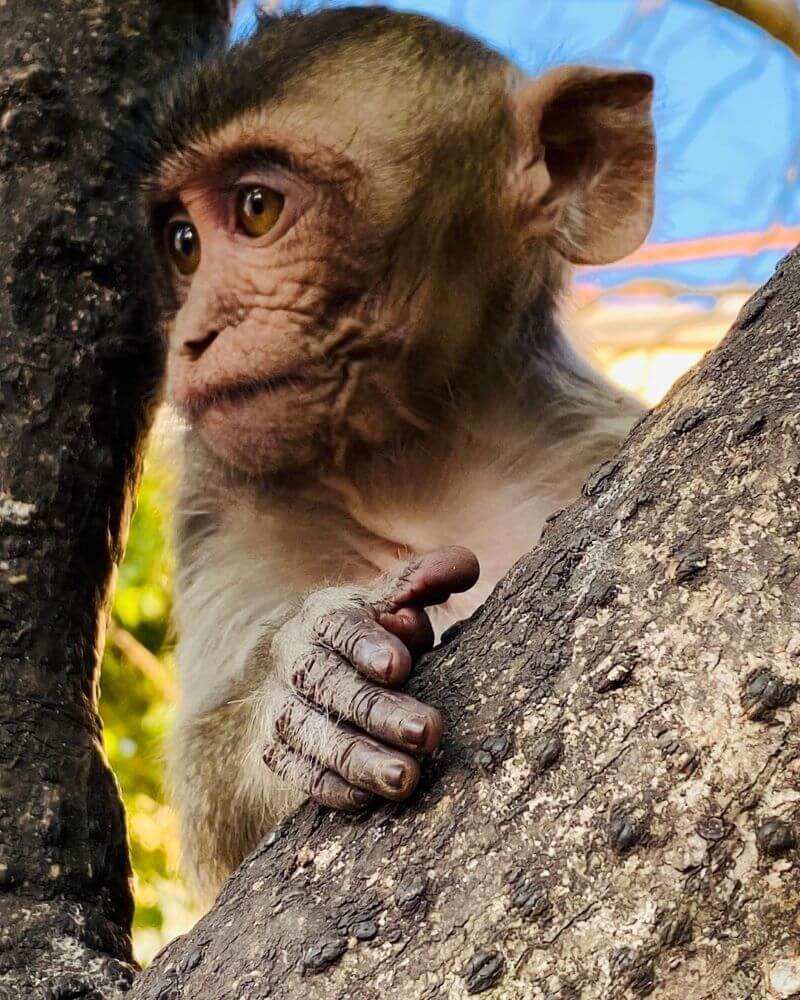 explore-monkey-island-in-lan-ha-bay-top-cat-ba-attraction.jpg