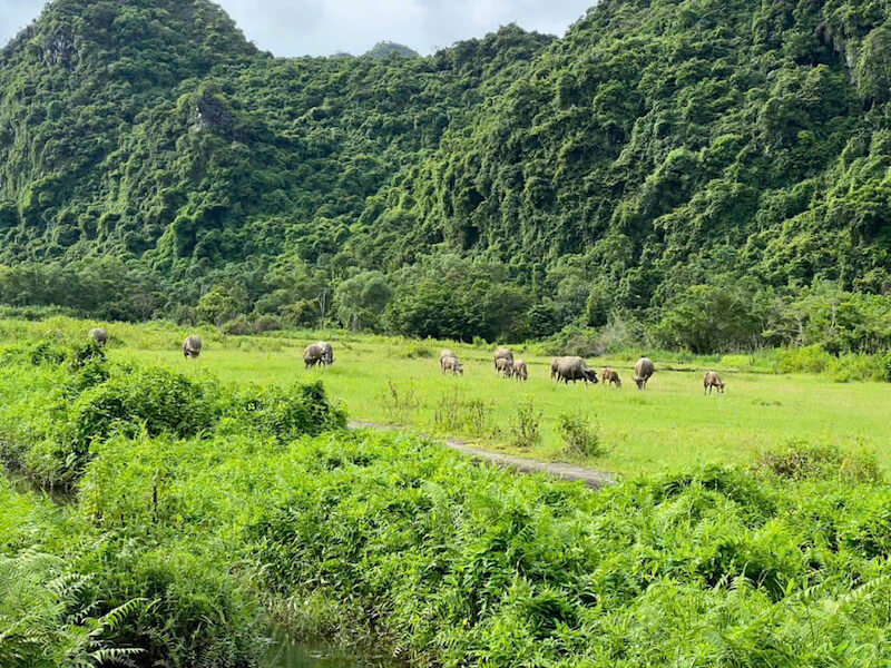 Viet Hai Village