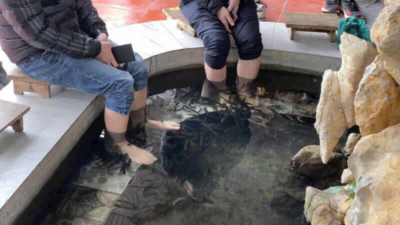 Fish massage in Viet Hai