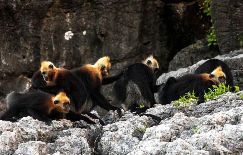 cat-ba-langur-–-the-rare-langur-found-only-in-cat-ba-island.jpg