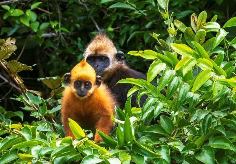 cat-ba-langur-–-the-rare-langur-found-only-in-cat-ba-island.jpg