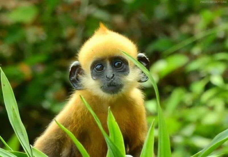 cat-ba-langur-–-the-rare-langur-found-only-in-cat-ba-island.jpg