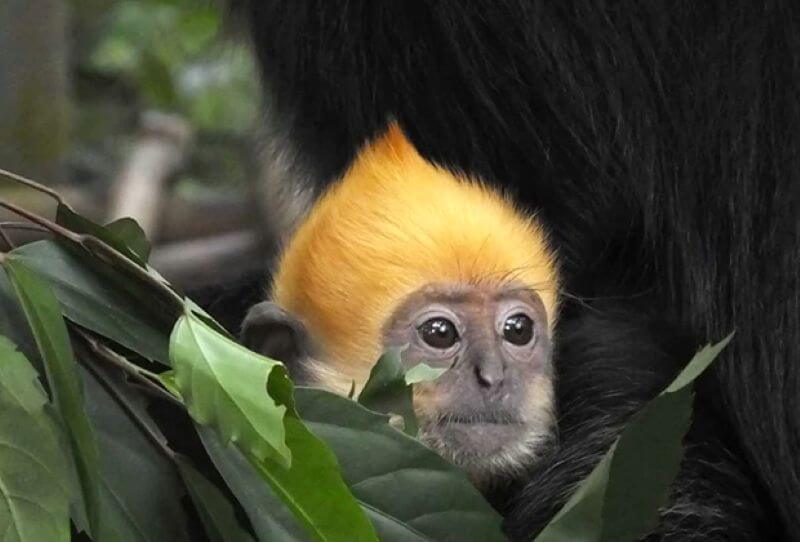 cat-ba-langur-–-the-rare-langur-found-only-in-cat-ba-island.jpg