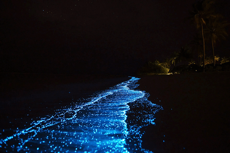 Bioluminescence Plankton