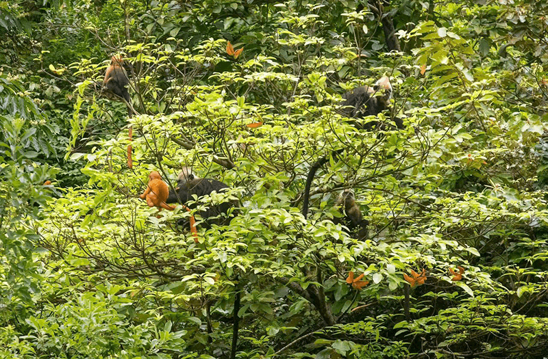 Cat Ba Langur