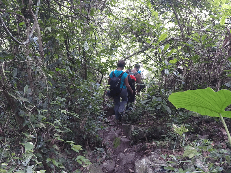 Cat Ba National Park Jungle